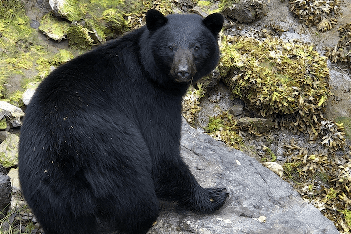 Bear on Rocks