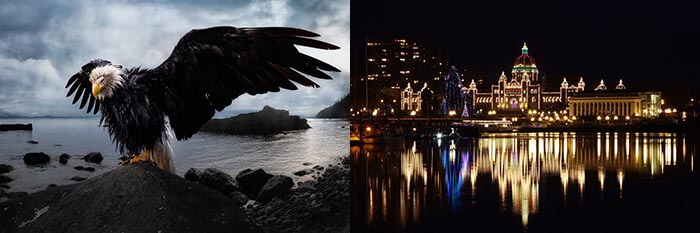 Bald eagle near Victoria BC and Parliament Buildings at night