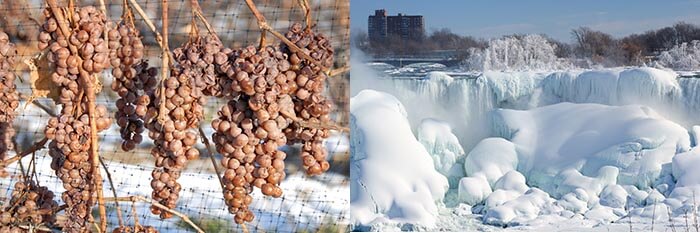 Ice wine grapes and frozen falls in the Niagara region of Canada
