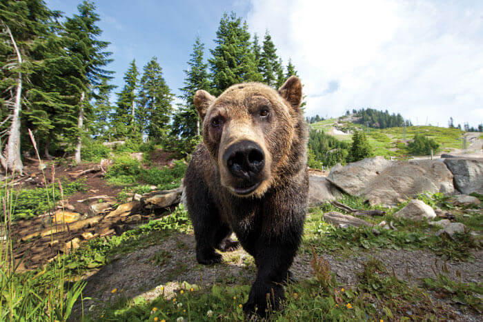 Grinder the bear at home on Grouse Mountain