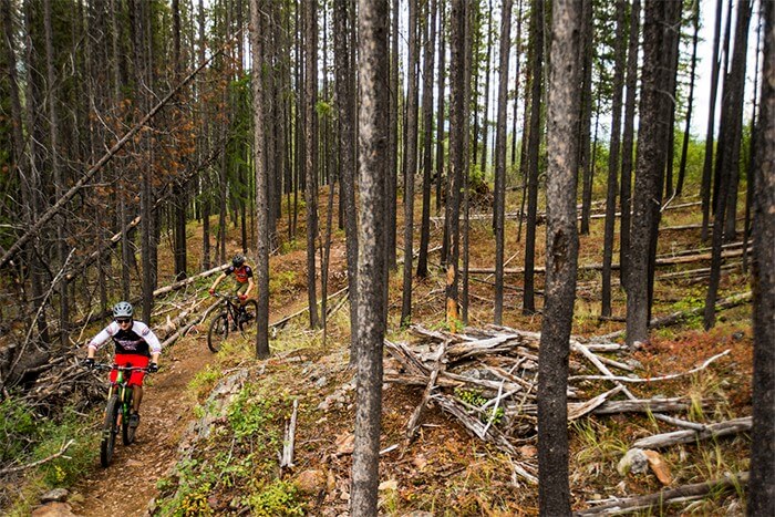 Two cyclists mountain biking through old trees on e-bikes