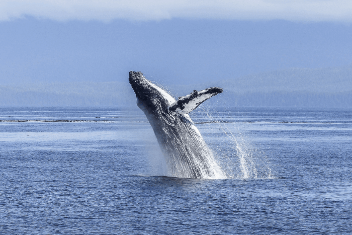 Breaching Whale