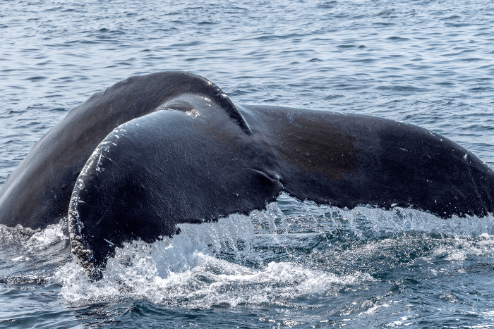 Whale tail out of water