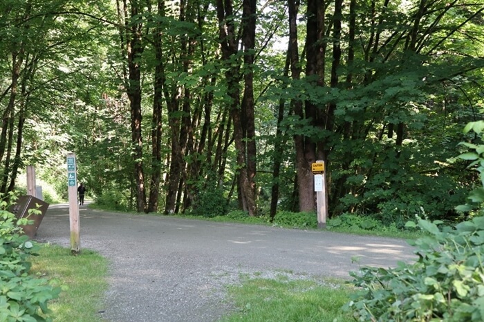 Brunette trail amongst trees