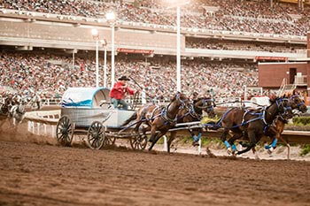 Chuckwagon Racing at the Calgary Stampede