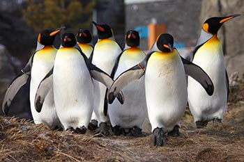 Penguins