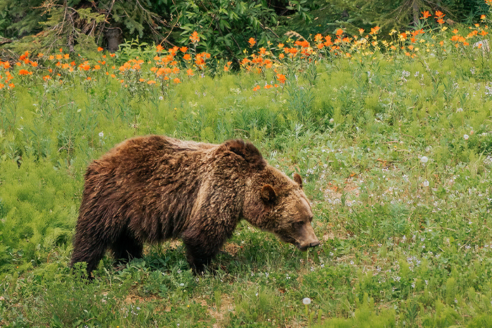 Bear grazing in meadow