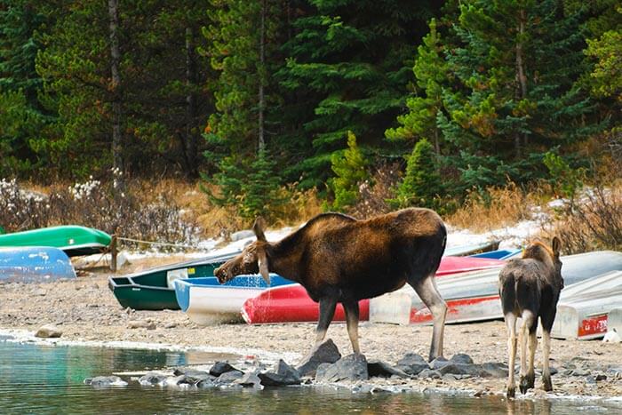 Mother and Baby Moose beside canoes and lake in Jasper National Park