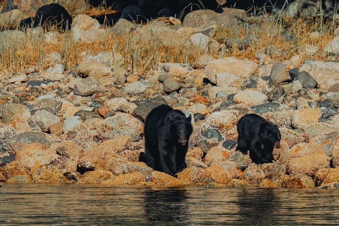Mum and baby bear by side of river