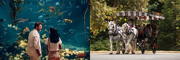 Vancouver Aquarium | Horse Drawn Tours Stanley Park