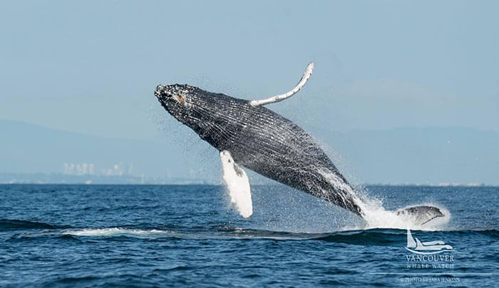 Breaching Whale