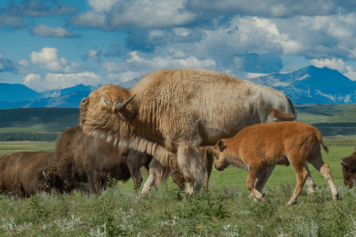 bison with mountains and birds behind them