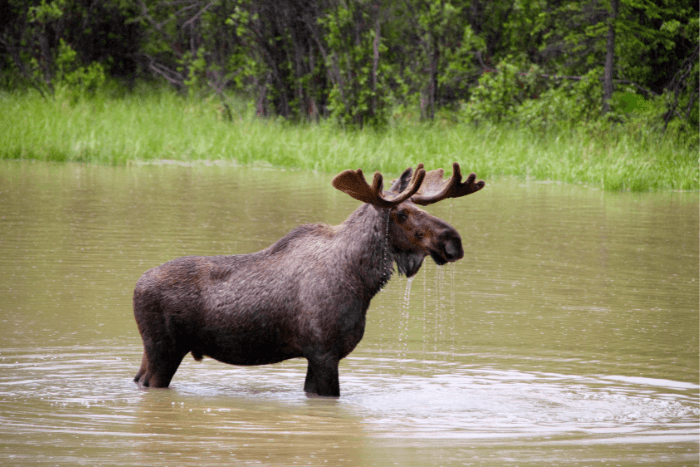 moose in water canada