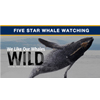 Five Star Whale Watching Logo