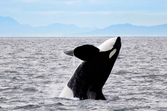 Five-Star-Whale-Watching.jpg Five-Star-Whale-Watching.jpg