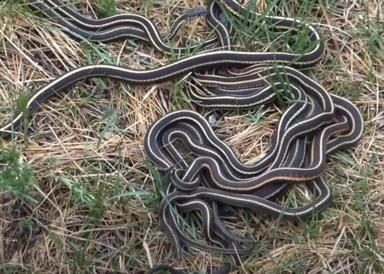 Snakes in the Grass at Nacisse Snake Pits