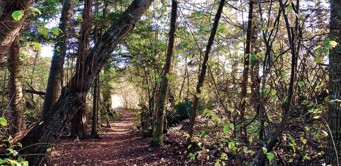 Bushwalk