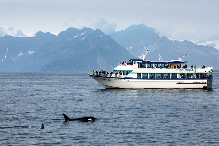 People whale watching in Kenai Fjords